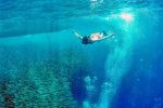 Sardines and Sea Turtles Snorkeling and Canyoneering to Kawasan Falls