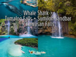 Whale Shark Tumalog Falls Sumilon Sandbar Kawasan Falls