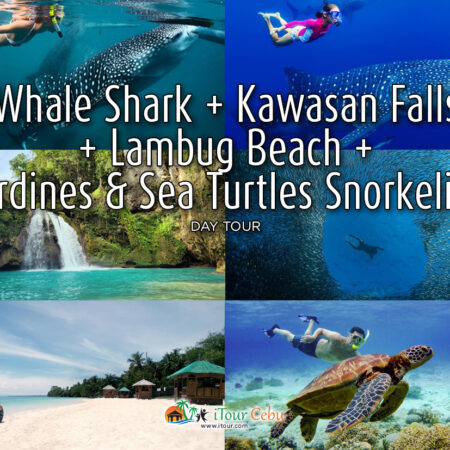 Whale Shark + Kawasan Falls + Lambug Beach + Sardines and Sea Turtles Snorkeling