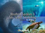 Moalboal Sardines Sea Turtles Snorkeling