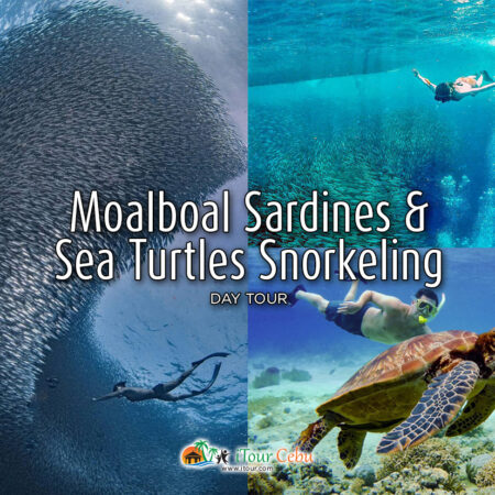 Moalboal Sardines and Sea Turtles Snorkeling Day Tour