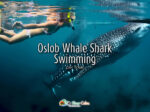Oslob Whale Shark Swimming
