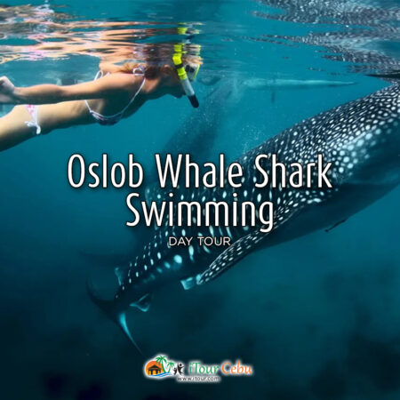 Oslob Whale Shark Swimming Day Tour