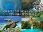 Sardines and Sea Turtles Snorkeling and Canyoneering to Kawasan Falls