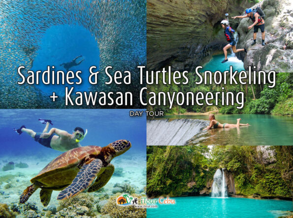 Sardines and Sea Turtles Snorkeling + Kawasan Canyoneering Day Tour
