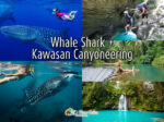 Whale Shark + Kawasan Canyoneering Day Tour