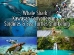 Whale Shark Canyoneering to Kawasan Falls Sardines and Sea Turtles