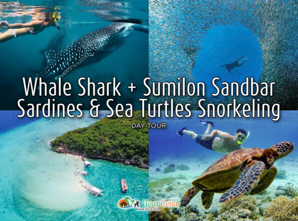 Whale Shark + Sumilon Sandbar + Sardines and Sea Turtles Snorkeling Day Tour