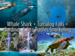 Whale Shark Tumalog Sardines and Sea Turtles Snorkeling