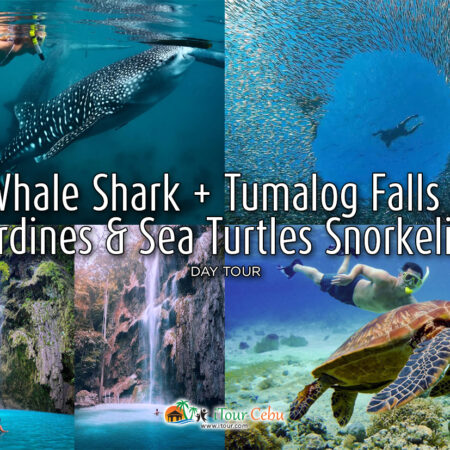 Whale Shark Tumalog Sardines and Sea Turtles Snorkeling